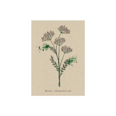 Postkarte B&auml;rwurz