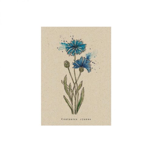 Postkarte Kornblume
